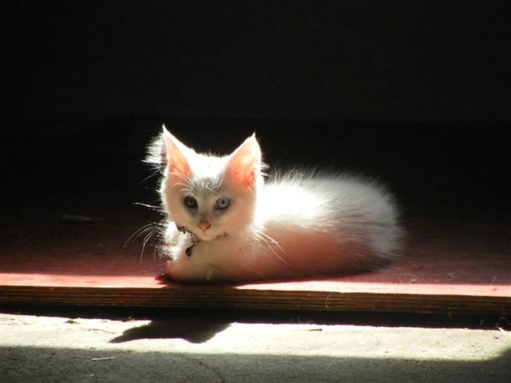 Maine Coon Sinatra (Old Blue Eye) billede 6