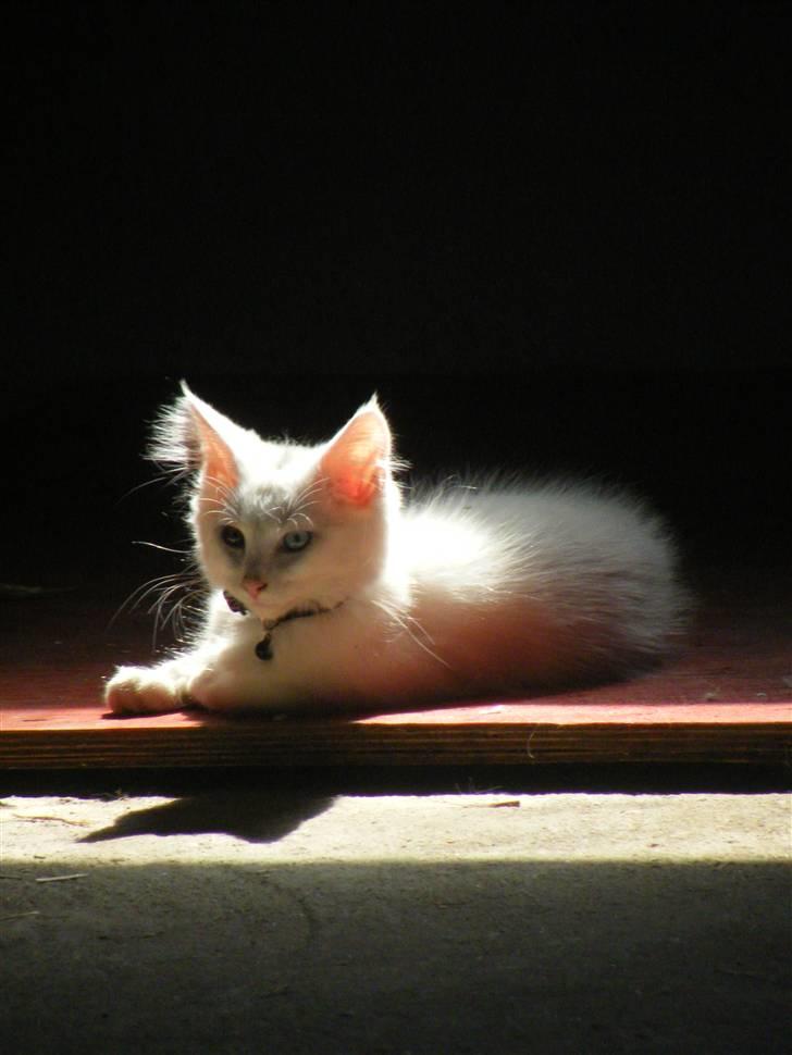 Maine Coon Sinatra (Old Blue Eye) billede 7