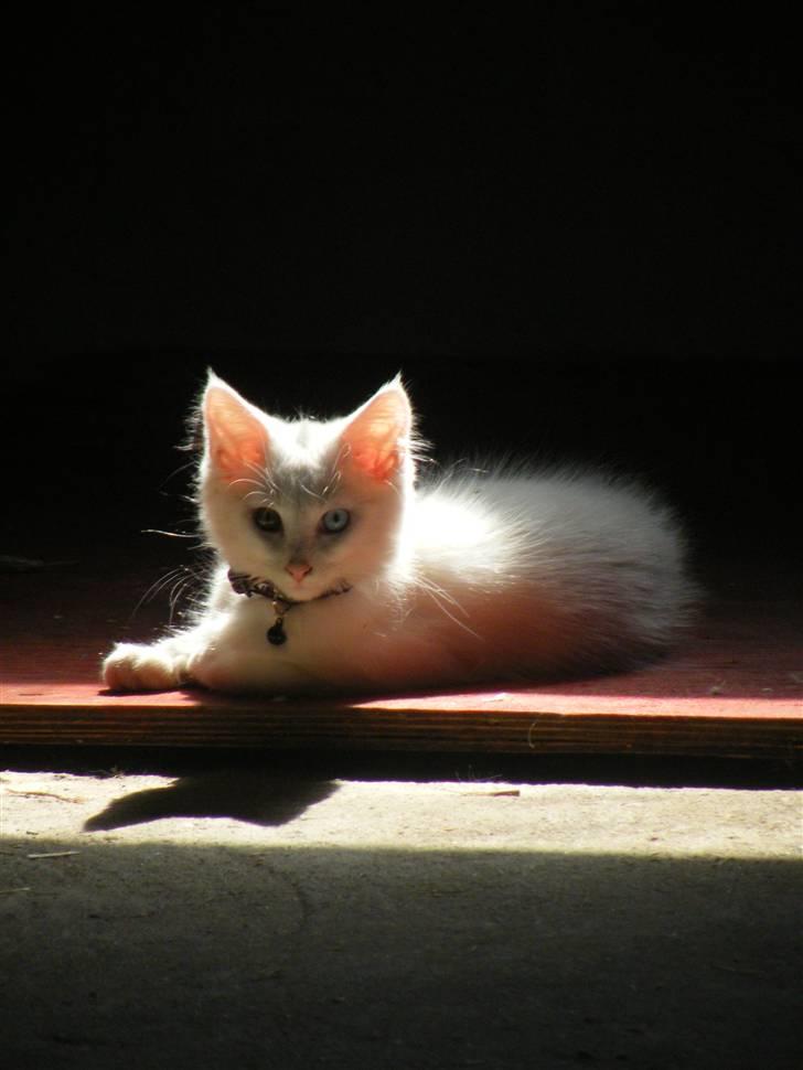 Maine Coon Sinatra (Old Blue Eye) billede 8