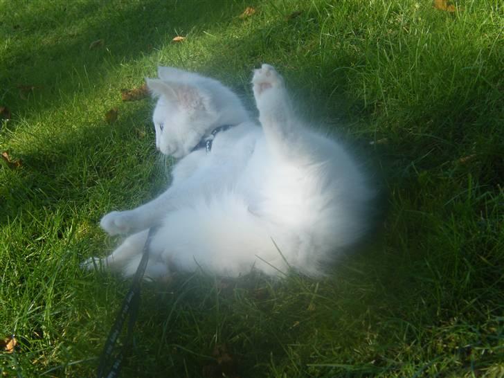 Maine Coon Sinatra (Old Blue Eye) - første gang Sinatra er i snor ... billede 9