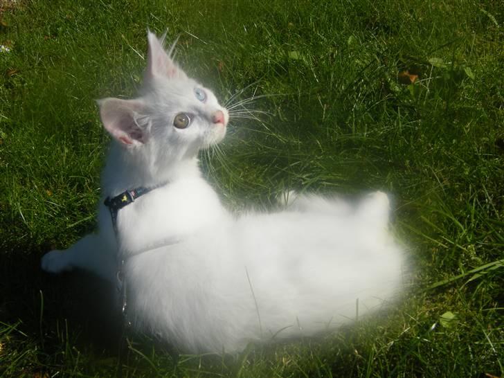 Maine Coon Sinatra (Old Blue Eye) - Uha ... han var bange ... alle de indtryk billede 10