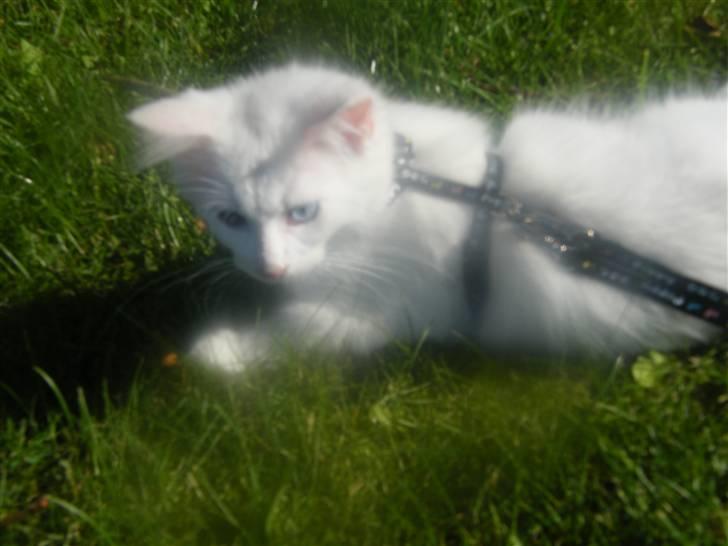 Maine Coon Sinatra (Old Blue Eye) - det krævede en del energi af lillemand at bare ligge ... billede 11