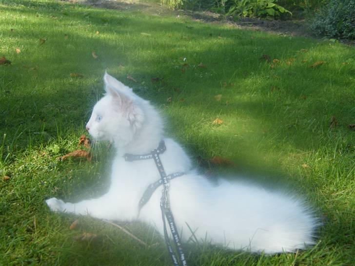 Maine Coon Sinatra (Old Blue Eye) - stor opmærksomhed på lydene omkring ham ... billede 12