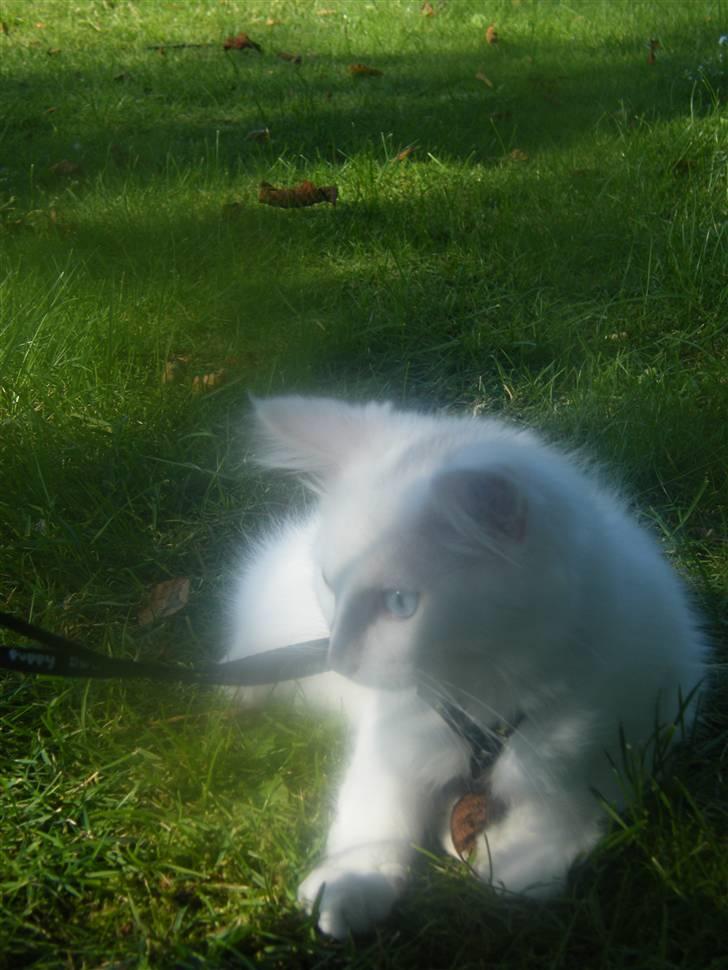 Maine Coon Sinatra (Old Blue Eye) - hans krop begyndte så småt at slappe mere af ... billede 13