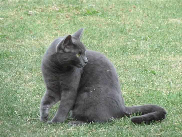 Huskat Alfa billede 9