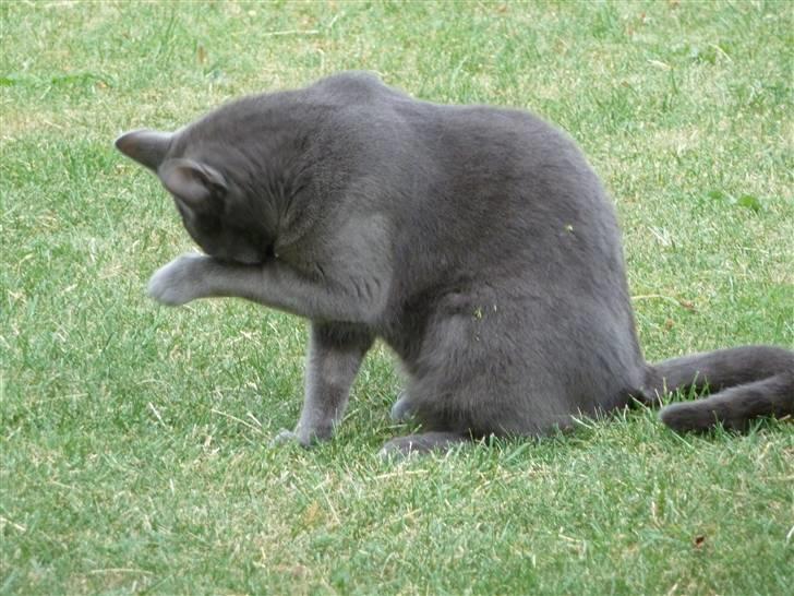 Huskat Alfa billede 10