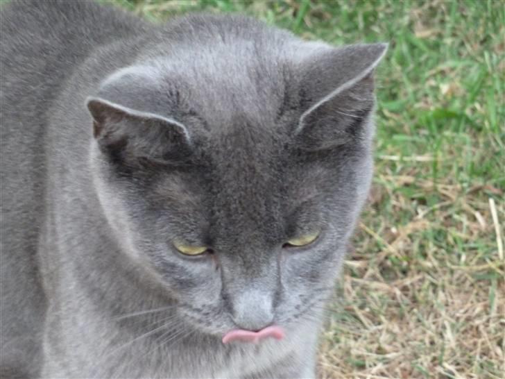 Huskat Alfa billede 11