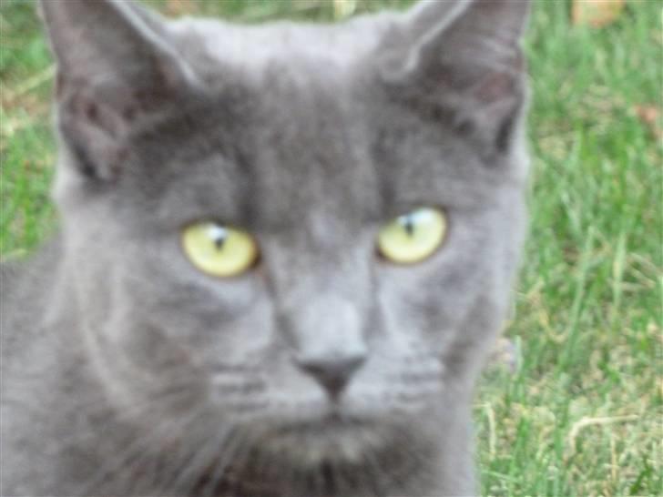 Huskat Alfa billede 12