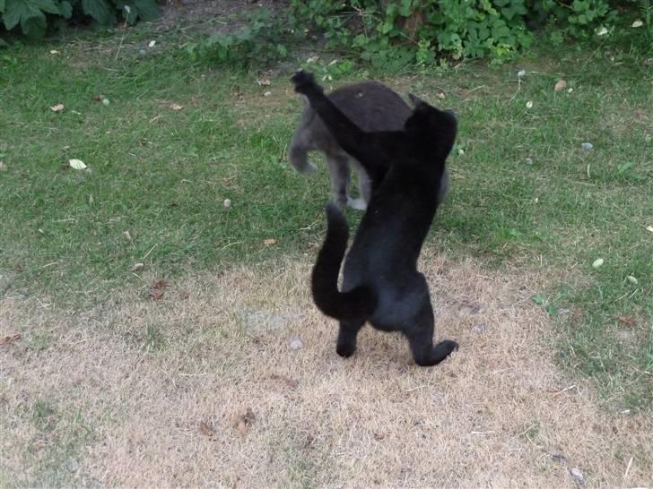 Huskat Alfa billede 13