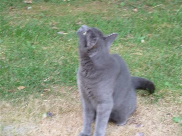 Huskat Alfa billede 14