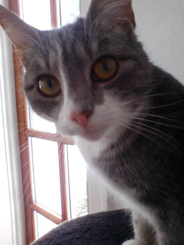 Huskat                    Trunte billede 1