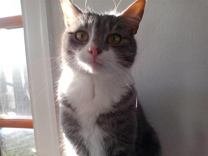 Huskat                    Trunte billede 2