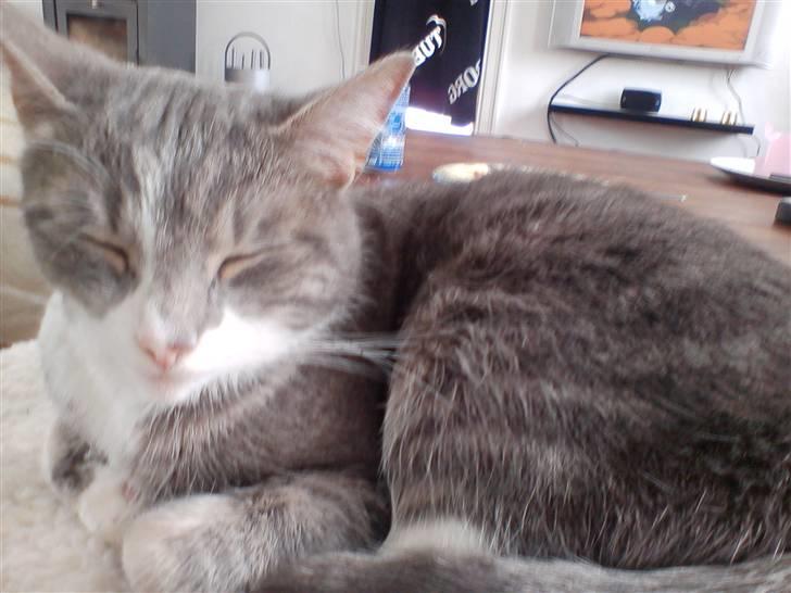 Huskat                    Trunte billede 3