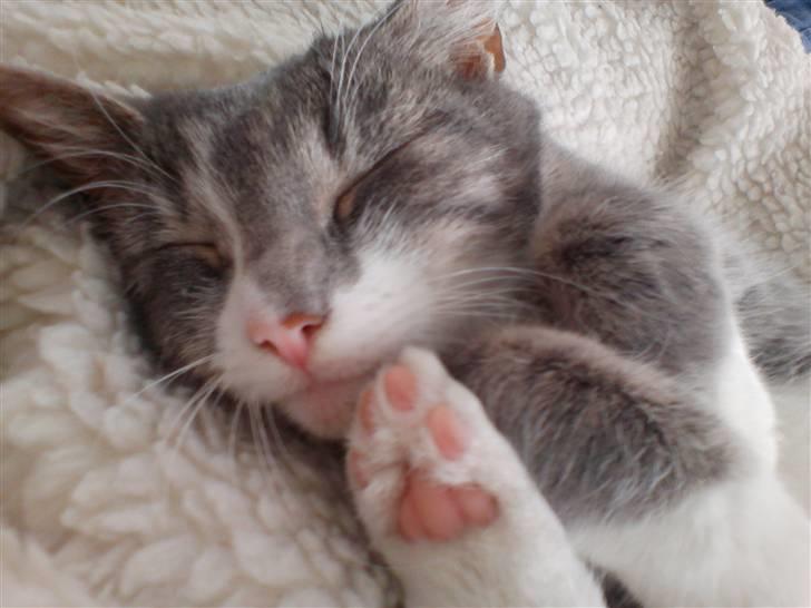 Huskat                    Trunte billede 4