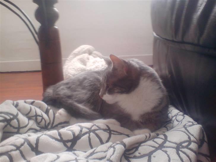 Huskat                    Trunte billede 5