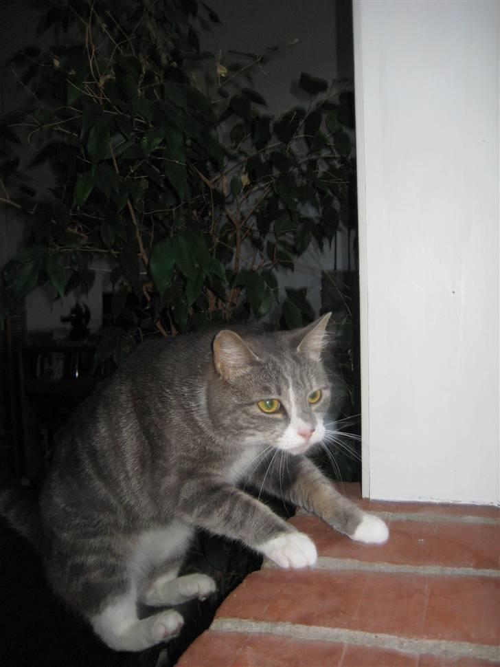 Huskat                    Trunte billede 6