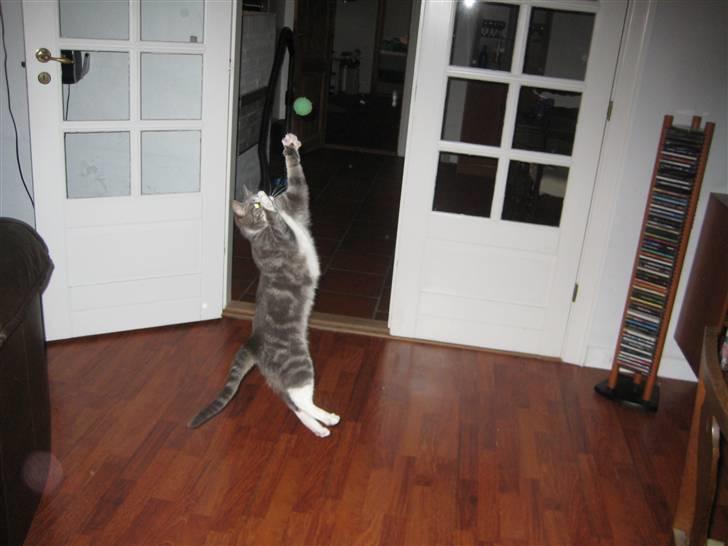 Huskat                    Trunte billede 7