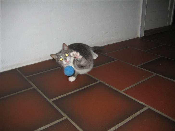 Huskat                    Trunte billede 8