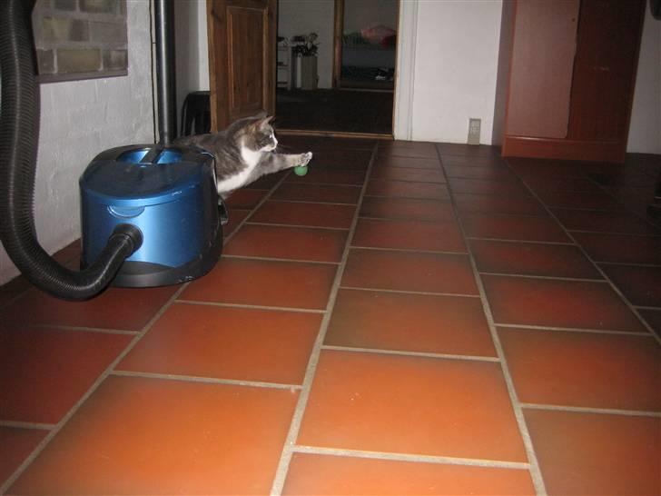 Huskat                    Trunte billede 9