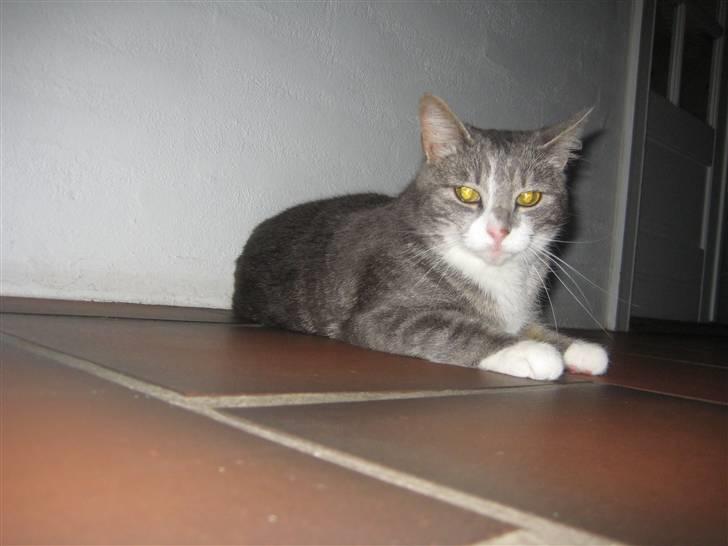 Huskat                    Trunte billede 10