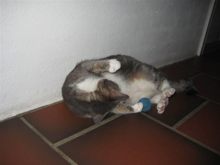 Huskat                    Trunte billede 11