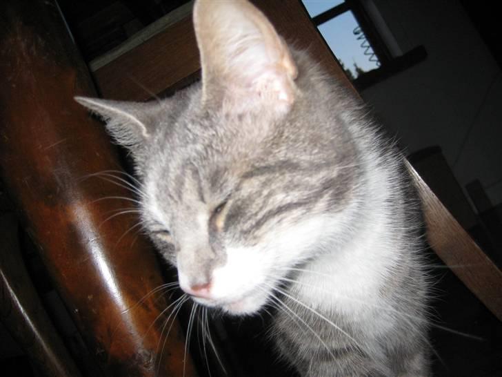 Huskat                    Trunte billede 12