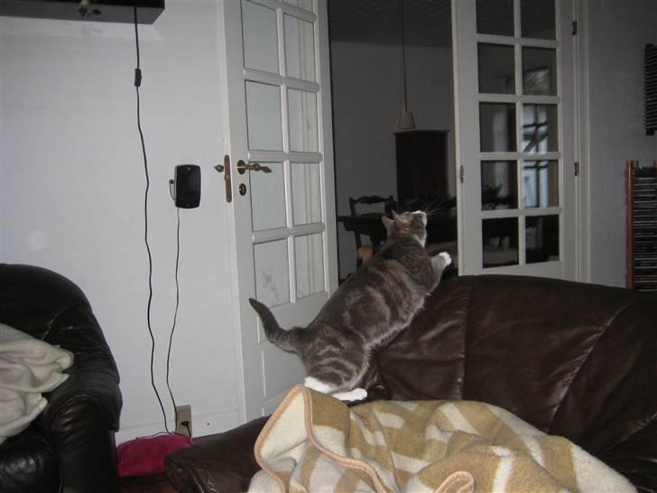 Huskat                    Trunte billede 13