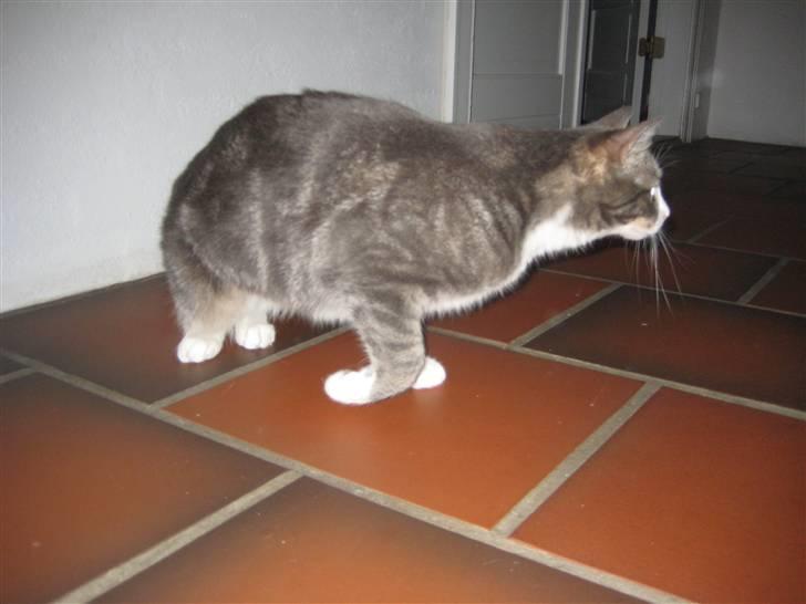 Huskat                    Trunte billede 14