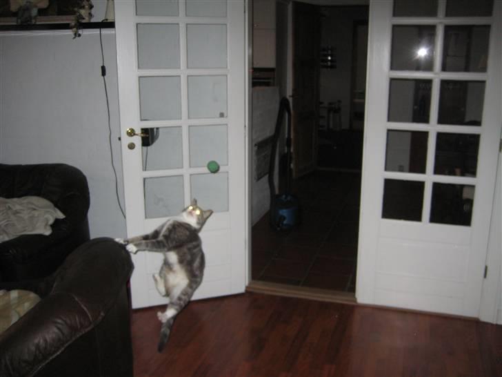 Huskat                    Trunte billede 15