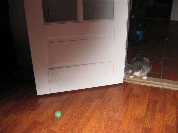 Huskat                    Trunte billede 16