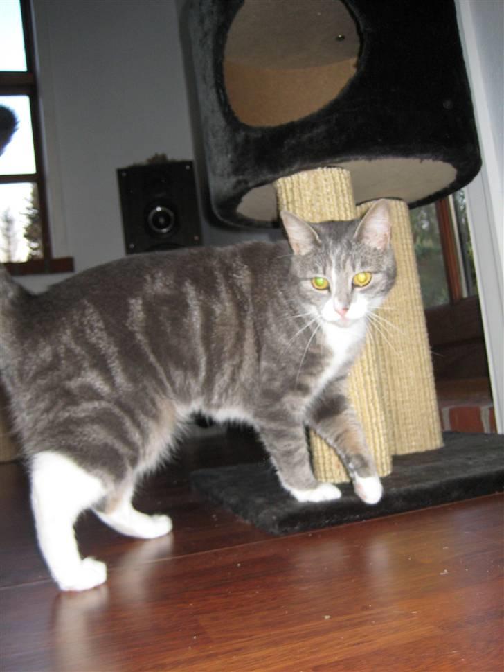 Huskat                    Trunte billede 17