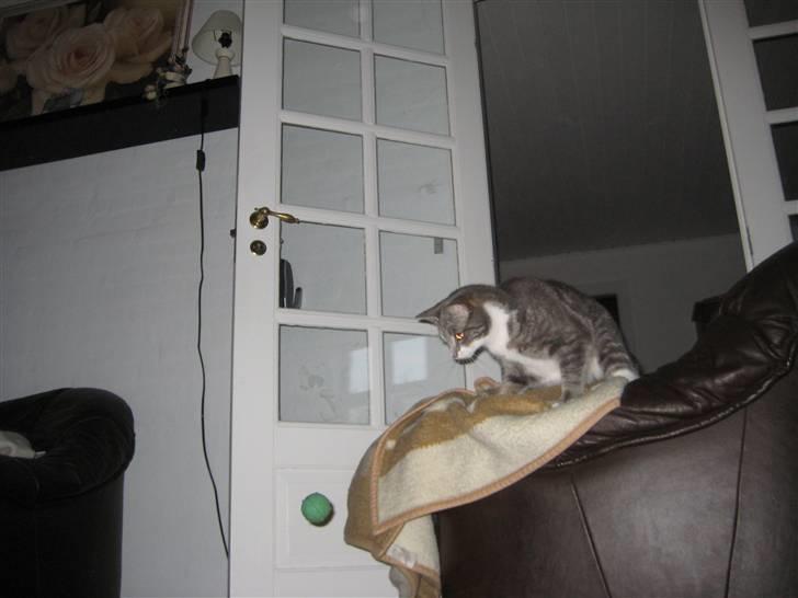 Huskat                    Trunte billede 18