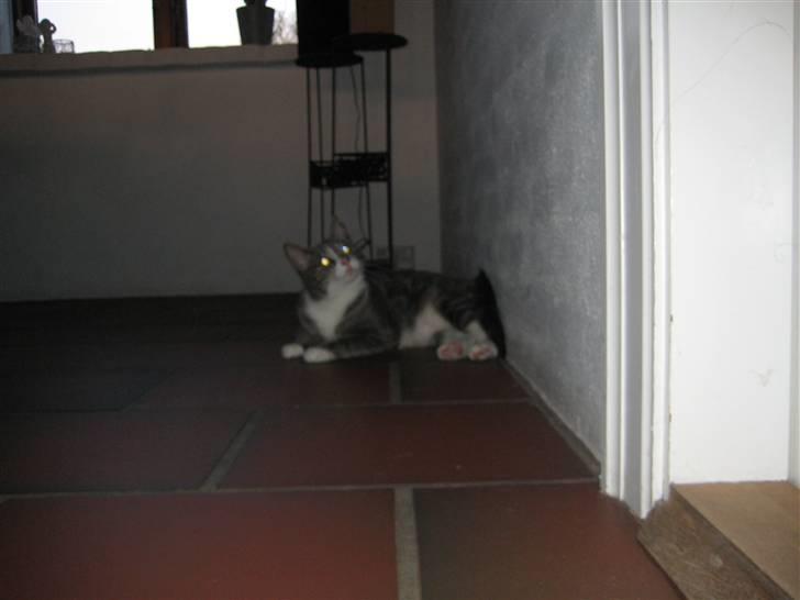 Huskat                    Trunte billede 19