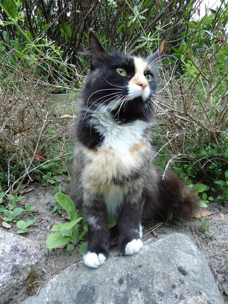 Blanding af racer Misja - MISJA IS KING OF THE WORLD!.. ;D billede 9