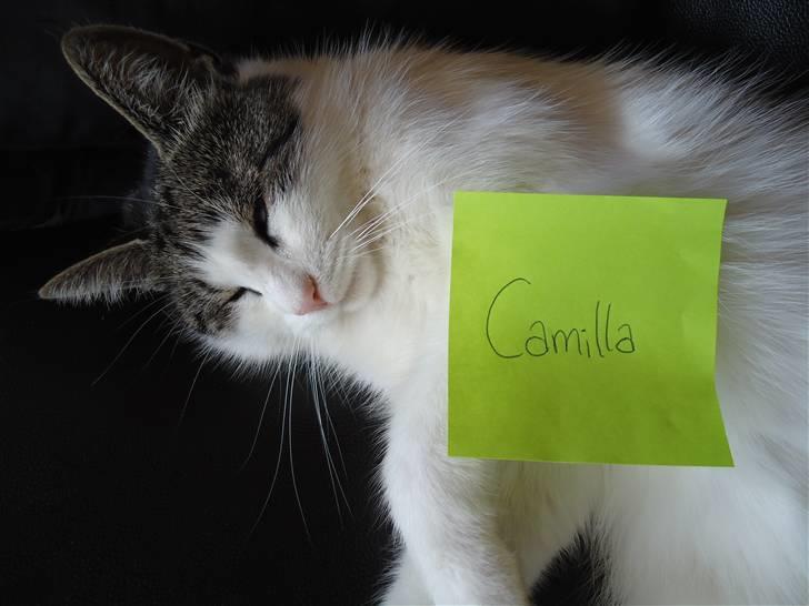 Huskat Mimse - Min storesøster satte en note på Mimse, så jeg ikke glemte at det altså var hendes kat... <´33 :D billede 13