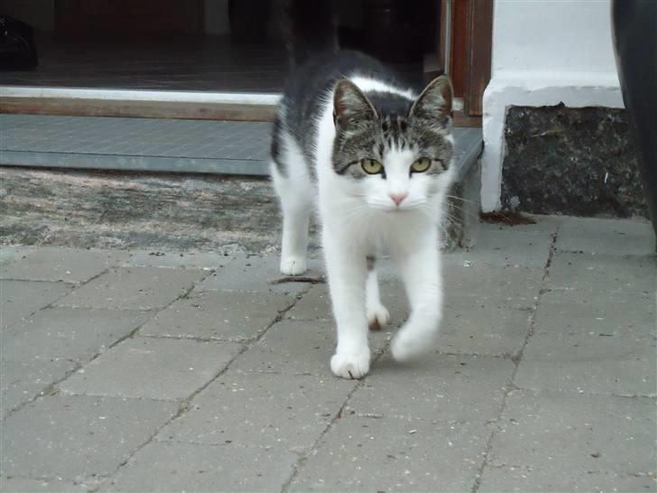 Huskat Mimse - Frygtløse Mimse...  Lynhurtig som en Ninja, toptrænet som en løve, og sidst men ikke mindst helt usynlig som en... en... en måge..... xD ;D billede 14