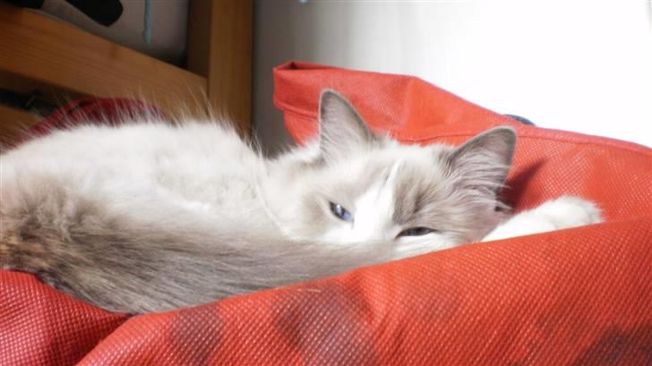 Ragdoll **  DK Wrensted Loui  ** billede 18