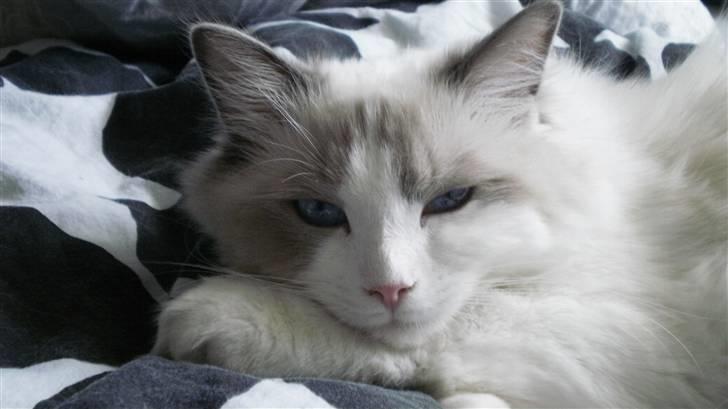 Ragdoll **  DK Wrensted Loui  ** billede 19
