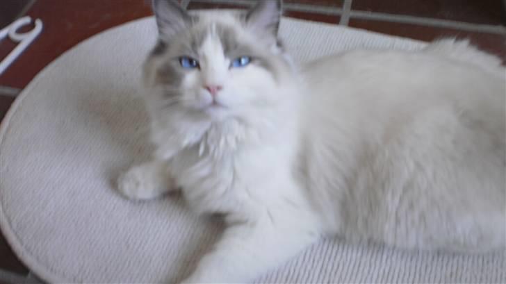 Ragdoll **  DK Wrensted Loui  ** billede 20