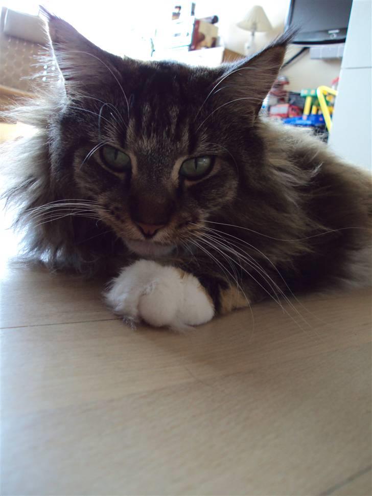 Maine Coon Dark Mally - Den afslappede Mally billede 7