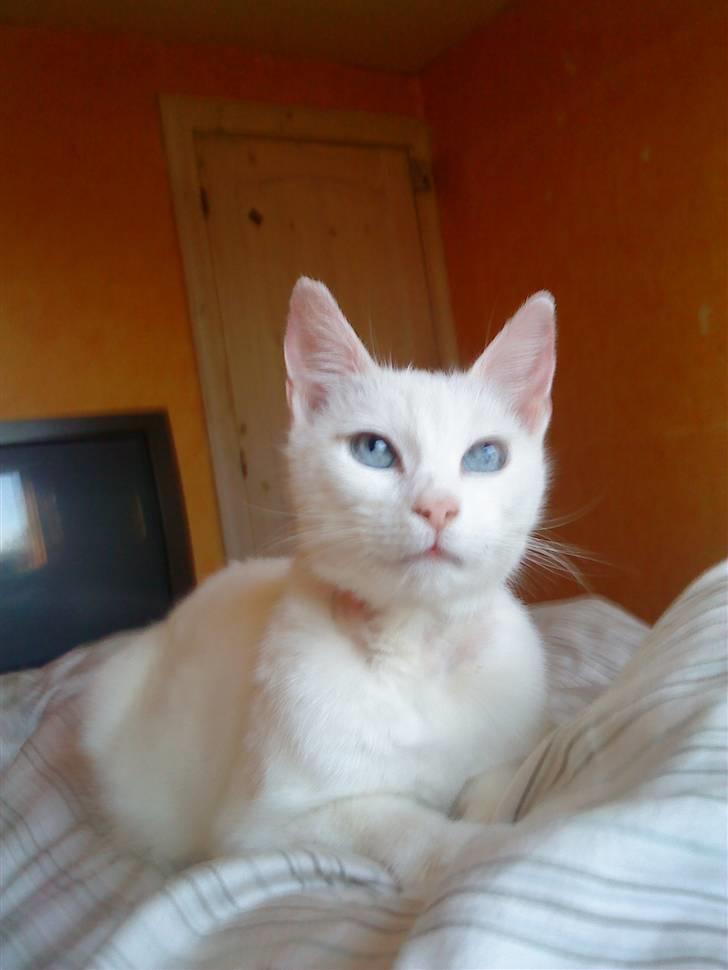 Huskat snowy/RIP billede 1