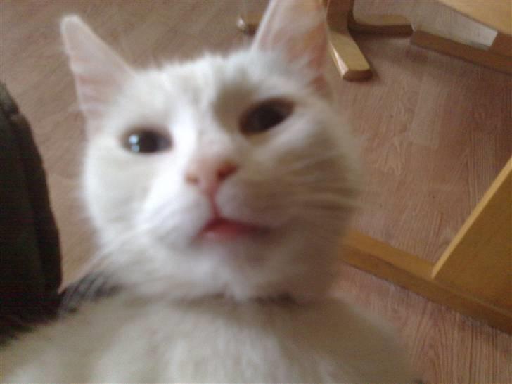 Huskat snowy/RIP billede 2