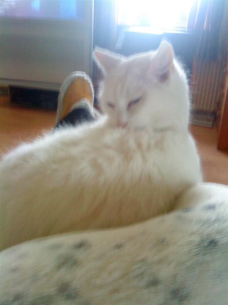 Huskat snowy/RIP billede 3