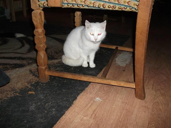 Huskat snowy/RIP billede 4