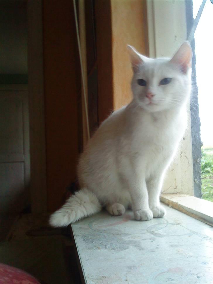 Huskat snowy/RIP billede 5