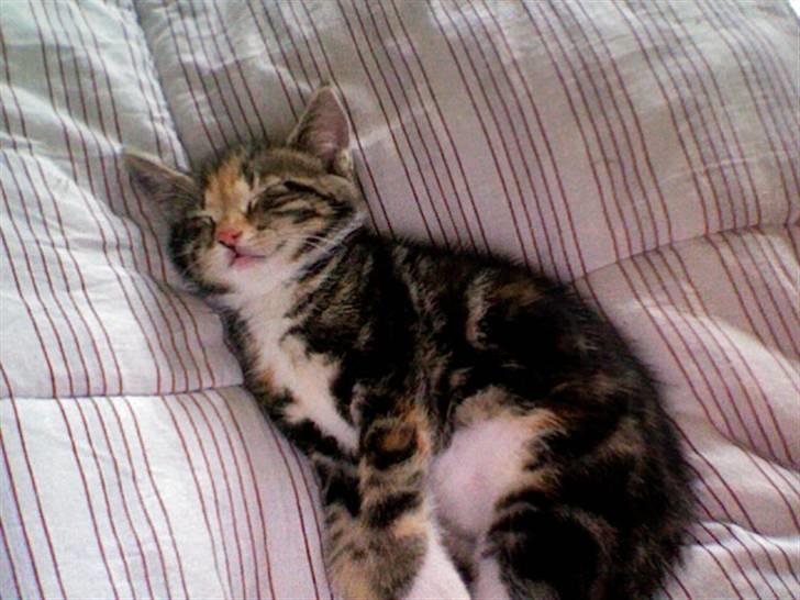 Huskat Frank *RIP* - Uha, sove sove.. billede 1