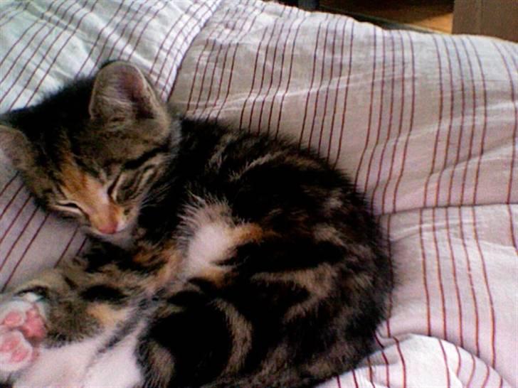 Huskat Frank *RIP* - Sove igen billede 2