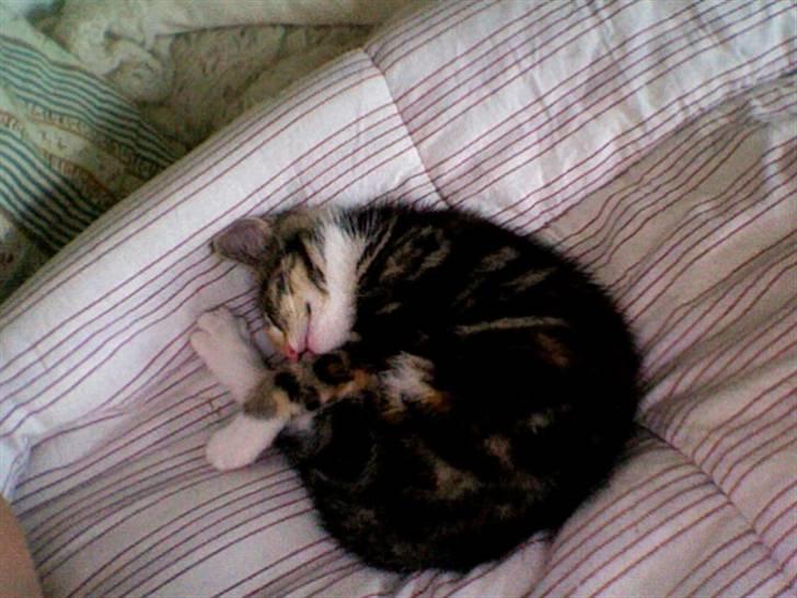 Huskat Frank *RIP* - Igen sove hehe billede 3