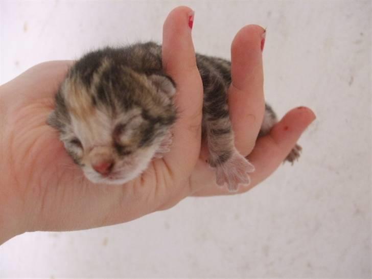 Huskat Frank *RIP* - Næsten nyfødt billede 4