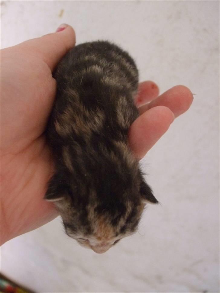 Huskat Frank *RIP* - Igen næsten nyfødt :) billede 5